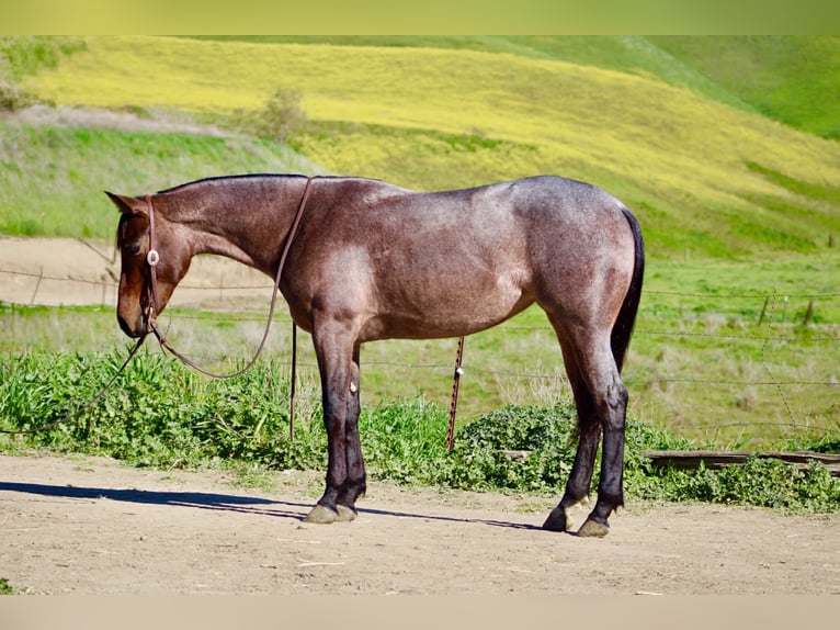 Quarter horse américain Jument 4 Ans 152 cm Roan-Bay in Tres Pinos