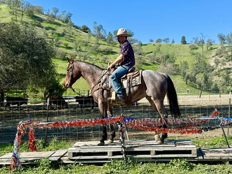 Quarter horse américain Jument 4 Ans 152 cm Roan-Bay in Tres Pinos