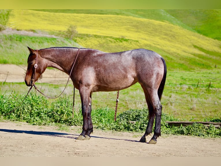 Quarter horse américain Jument 4 Ans 152 cm Roan-Bay in Tres Pinos