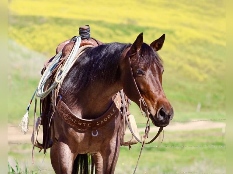 Quarter horse américain Jument 4 Ans 152 cm Roan-Bay in Tres Pinos
