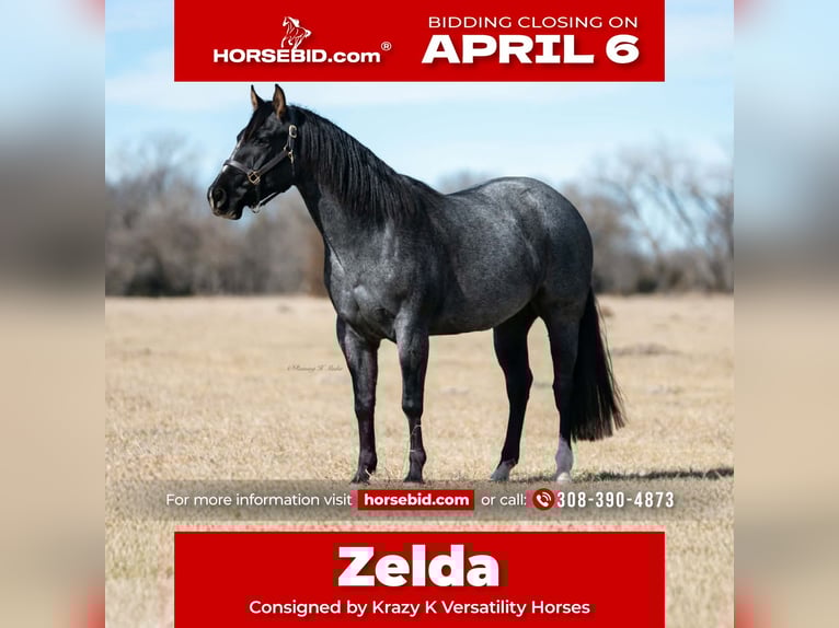 Quarter horse américain Jument 4 Ans 152 cm Rouan Bleu in Grand Island