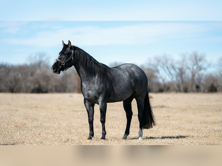 Quarter horse américain Jument 4 Ans 152 cm Rouan Bleu in Grand Island