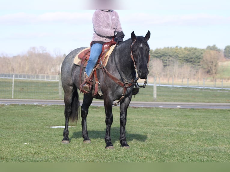 Quarter horse américain Croisé Jument 4 Ans 152 cm Rouan Bleu in Millersburg