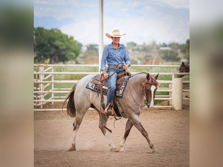 Quarter horse américain Jument 4 Ans 152 cm Rouan Rouge in Belen