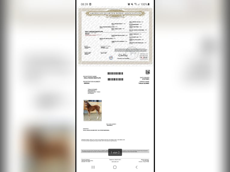 Quarter horse américain Jument 4 Ans 153 cm Bai in GangeltGangelt