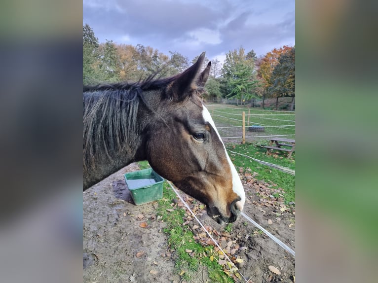 Quarter horse américain Croisé Jument 4 Ans 153 cm Bai in Lauenau Lauenau