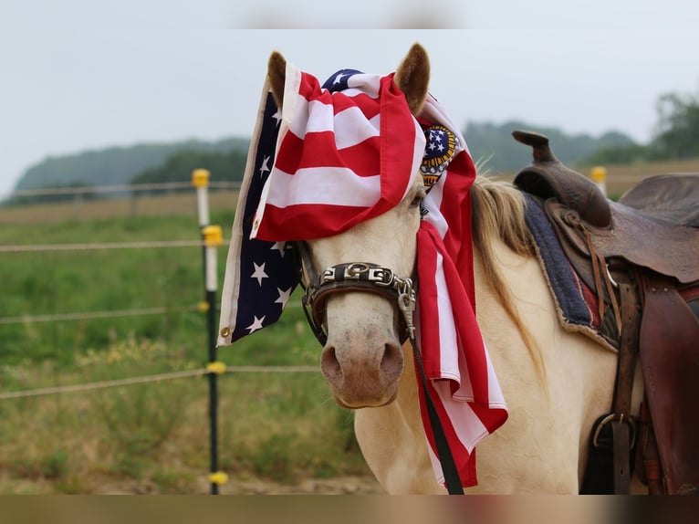 Quarter horse américain Jument 4 Ans 153 cm Champagne in N&#xFC;mbrecht