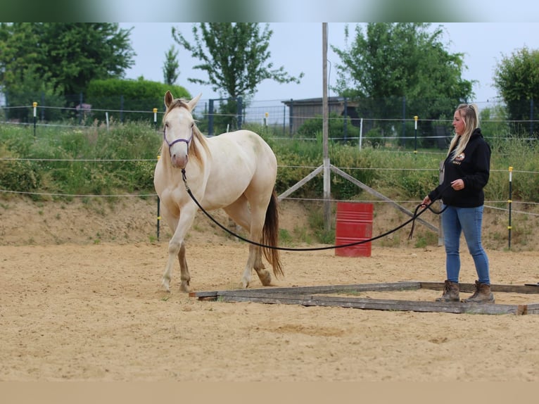 Quarter horse américain Jument 4 Ans 153 cm Champagne in N&#xFC;mbrecht
