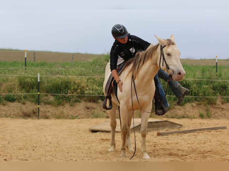 Quarter horse américain Jument 4 Ans 153 cm Champagne in N&#xFC;mbrecht