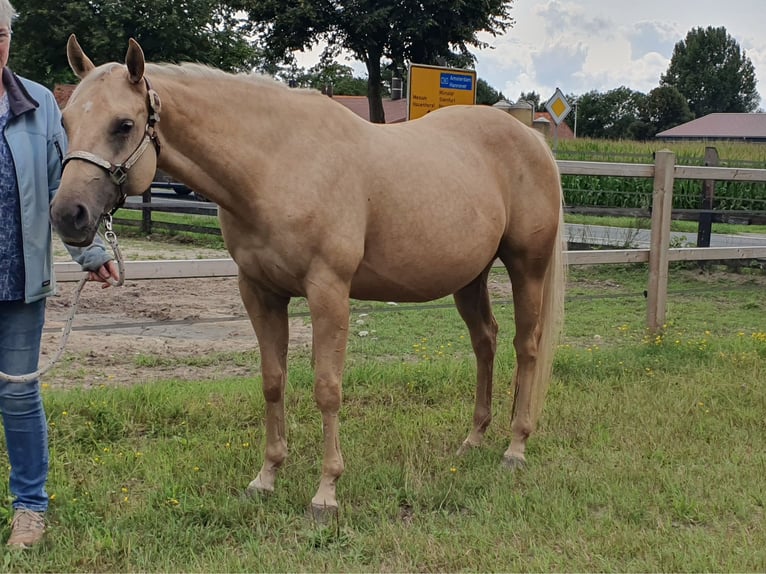 Quarter horse américain Jument 4 Ans 153 cm Palomino in Rheine