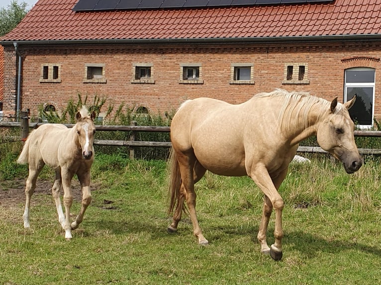 Quarter horse américain Jument 4 Ans 153 cm Palomino in Rheine