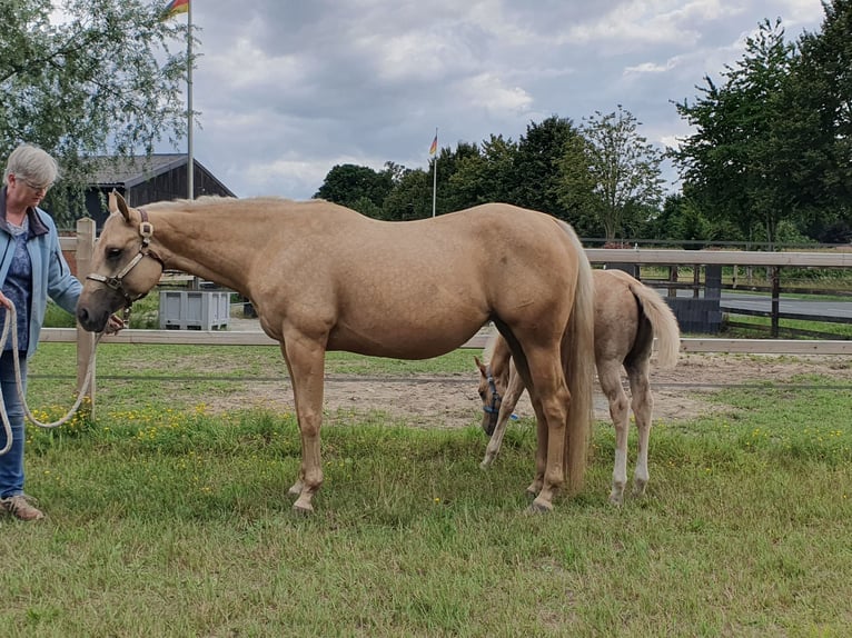 Quarter horse américain Jument 4 Ans 153 cm Palomino in Rheine