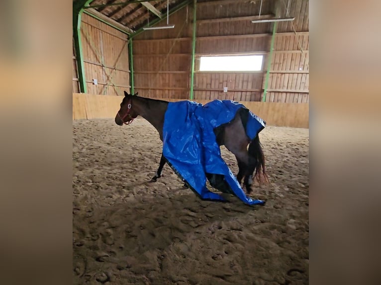 Quarter horse américain Jument 4 Ans 153 cm Roan-Bay in Freystadt