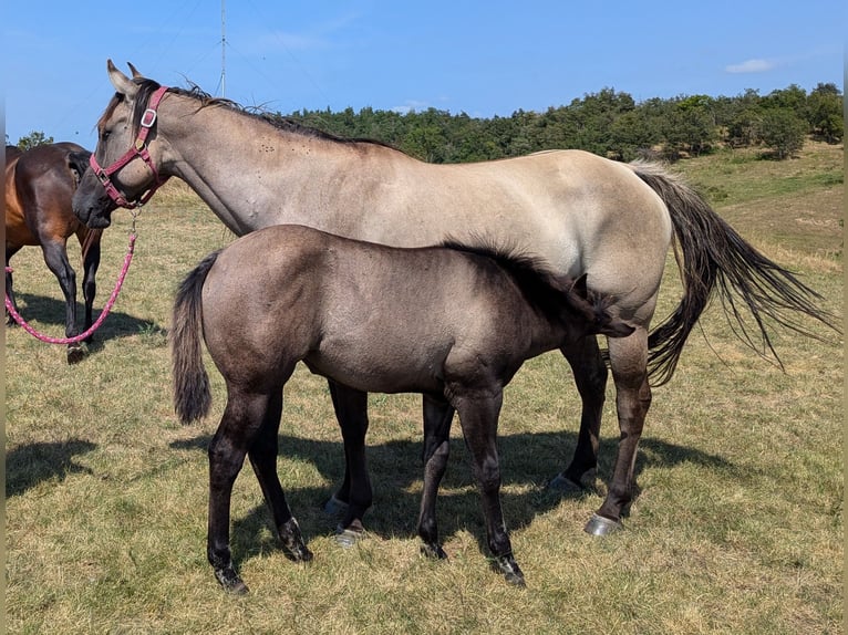 Quarter horse américain Jument 4 Ans 154 cm Grullo in Esteil