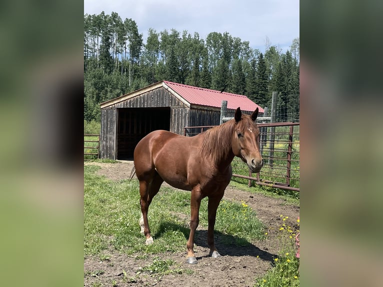 Quarter horse américain Jument 4 Ans 155 cm Alezan brûlé in Hinton, AB