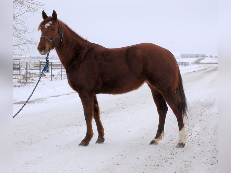 Quarter horse américain Jument 4 Ans 155 cm Alezan brûlé in Hinton, AB