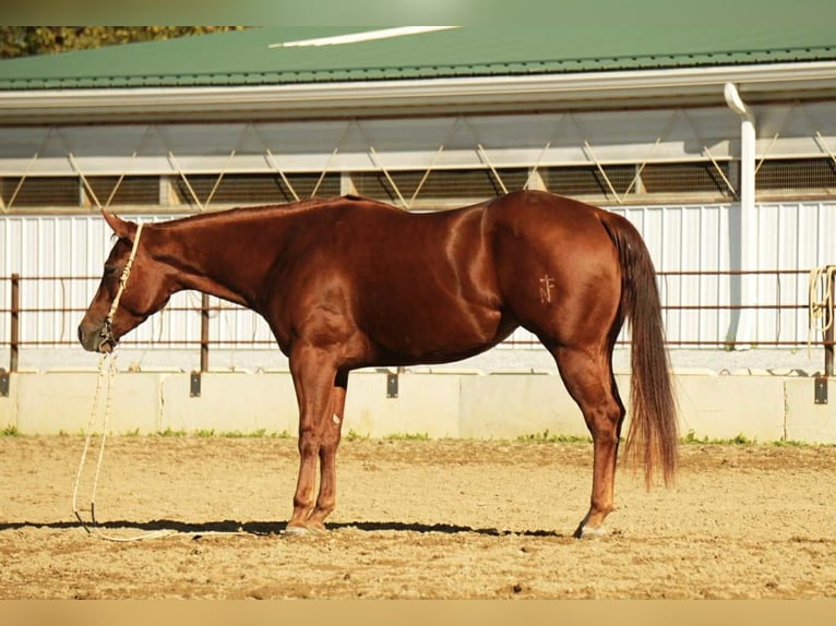 Quarter horse américain Jument 4 Ans 155 cm Alezan cuivré in Fredericksburg
