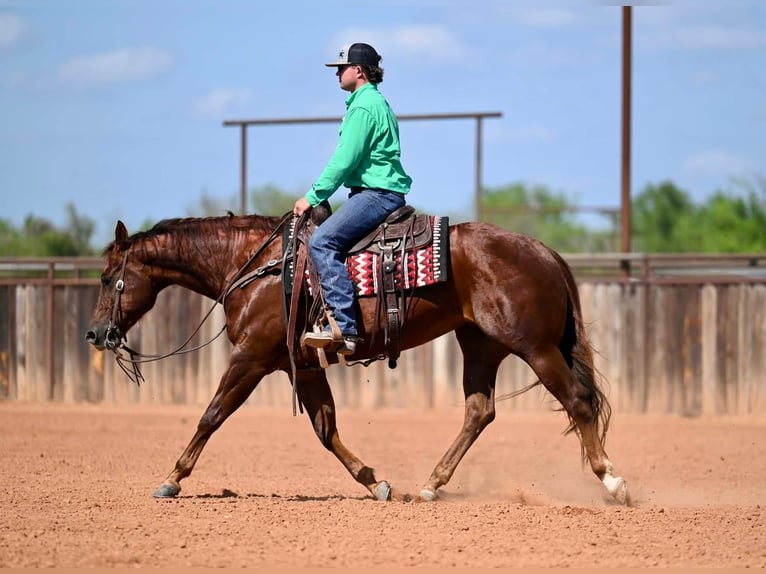 Quarter horse américain Jument 4 Ans 155 cm Alezan cuivré in Waco