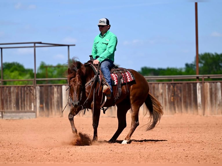 Quarter horse américain Jument 4 Ans 155 cm Alezan cuivré in Waco
