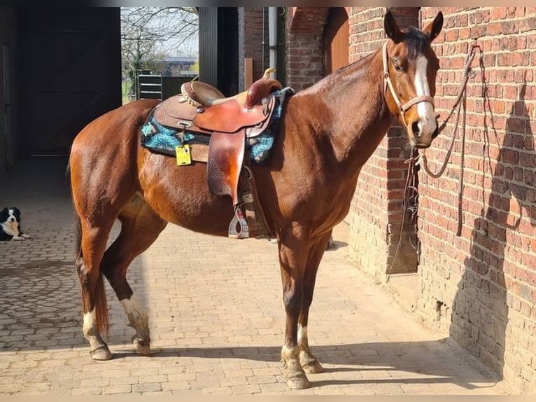 Quarter horse américain Jument 4 Ans 155 cm Bai in Neukirchen Vluyn
