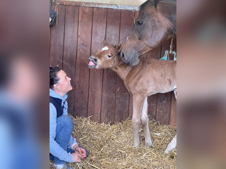 Quarter horse américain Jument 4 Ans 155 cm Bai in Boppard