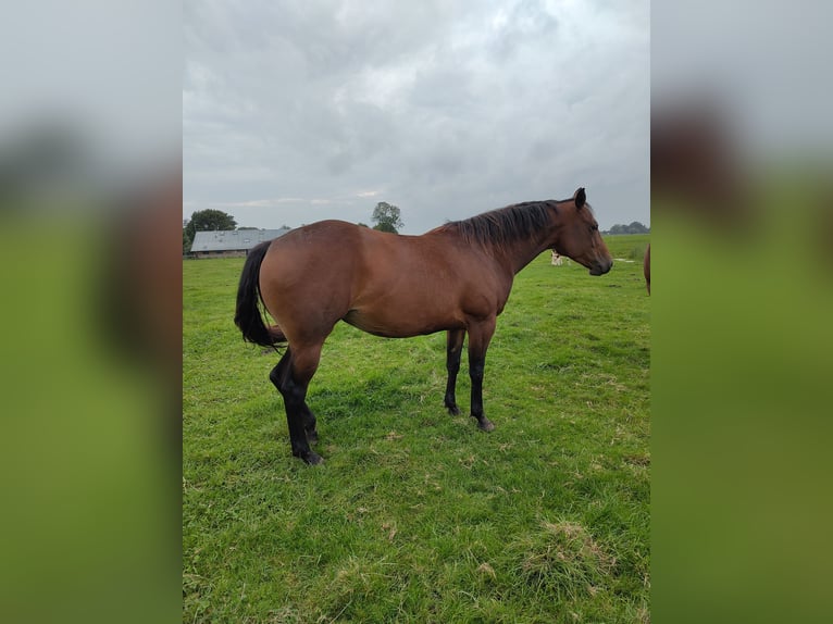 Quarter horse américain Jument 4 Ans 155 cm Bai in Vreeland