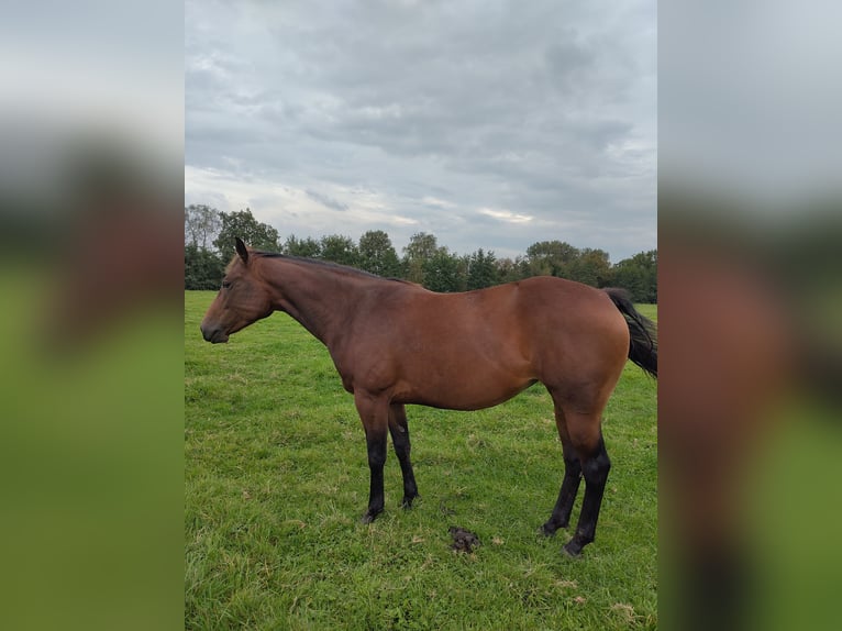 Quarter horse américain Jument 4 Ans 155 cm Bai in Vreeland