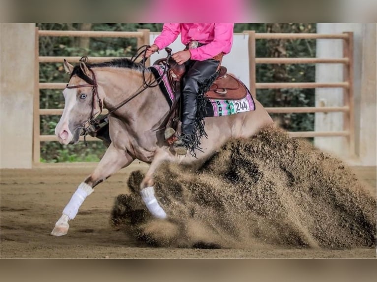 Quarter horse américain Jument 4 Ans 155 cm Buckskin in Thierhaupten