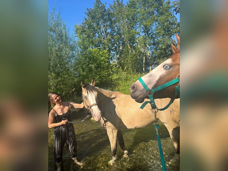 Quarter horse américain Jument 4 Ans 155 cm Buckskin in Thierhaupten