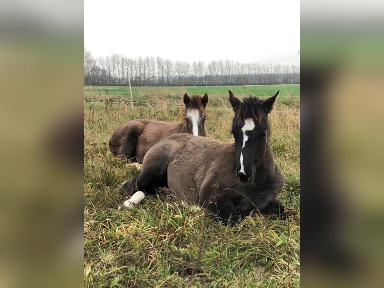 Quarter horse américain Jument 4 Ans 155 cm Grullo in J&#xFC;terbog