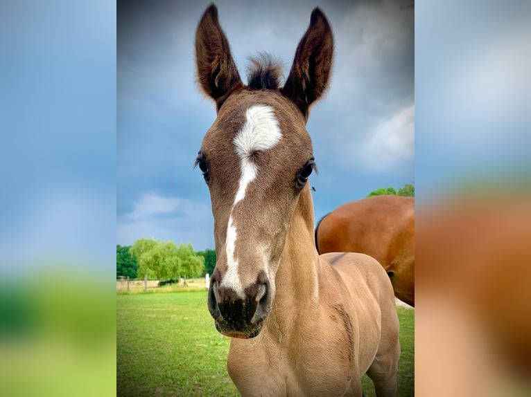 Quarter horse américain Jument 4 Ans 155 cm Grullo in J&#xFC;terbog