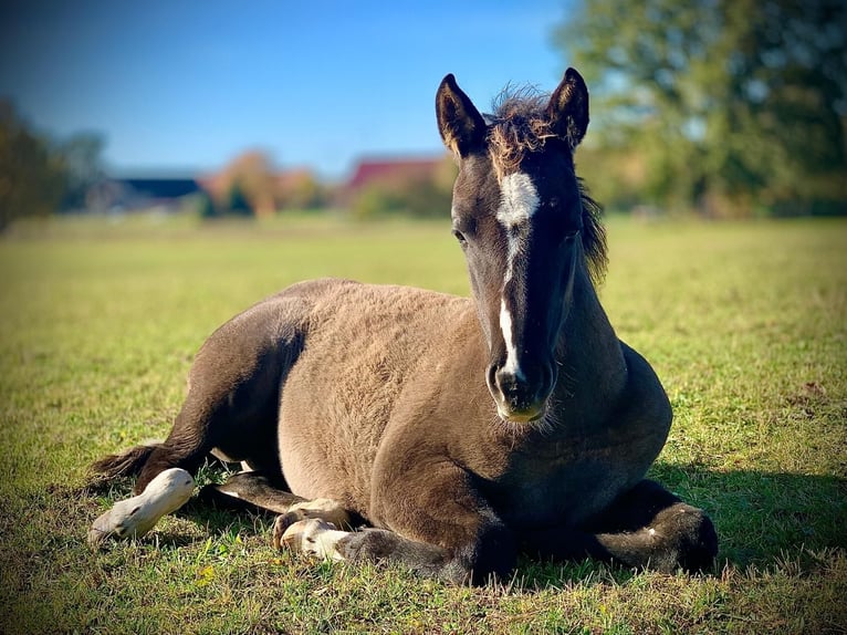 Quarter horse américain Jument 4 Ans 155 cm Grullo in J&#xFC;terbog
