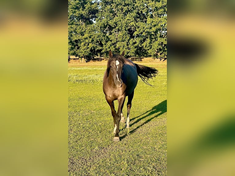 Quarter horse américain Jument 4 Ans 155 cm Grullo in J&#xFC;terbog
