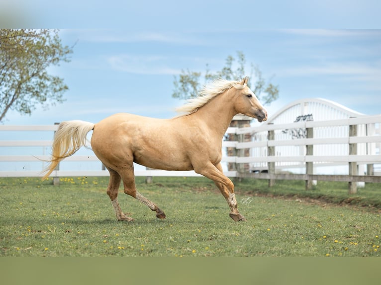 Quarter horse américain Jument 4 Ans 155 cm Palomino in Plainview