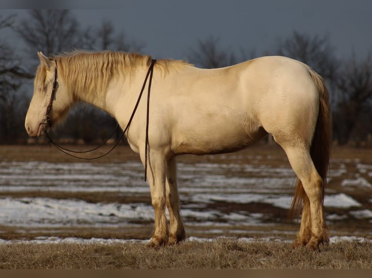 Quarter horse américain Croisé Jument 4 Ans 155 cm Perlino in Baxter Springs