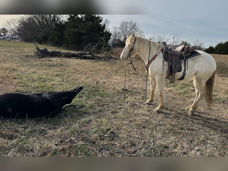 Quarter horse américain Croisé Jument 4 Ans 155 cm Perlino in Baxter Springs