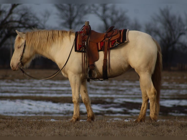 Quarter horse américain Croisé Jument 4 Ans 155 cm Perlino in Baxter Springs