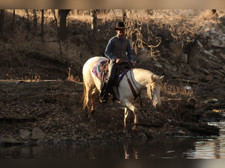 Quarter horse américain Croisé Jument 4 Ans 155 cm Perlino in Baxter Springs