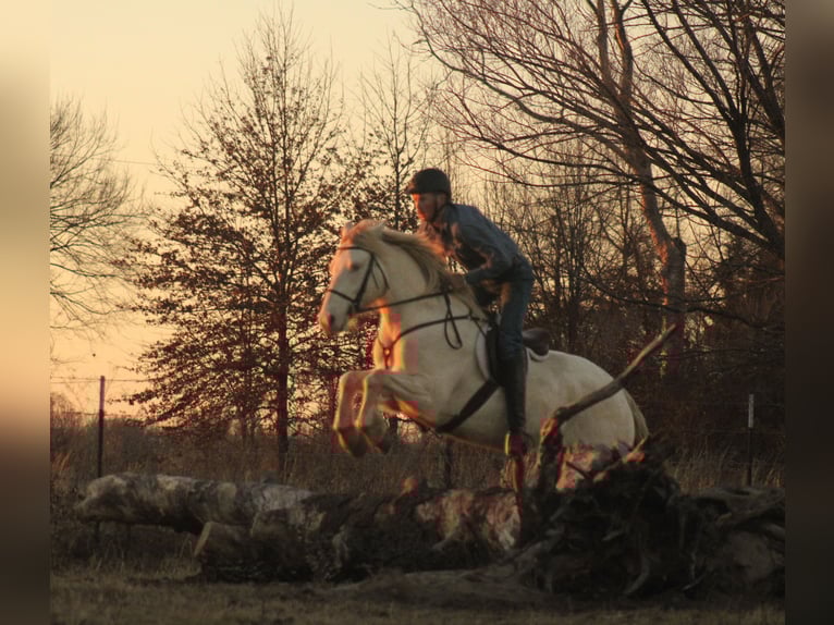 Quarter horse américain Croisé Jument 4 Ans 155 cm Perlino in Baxter Springs