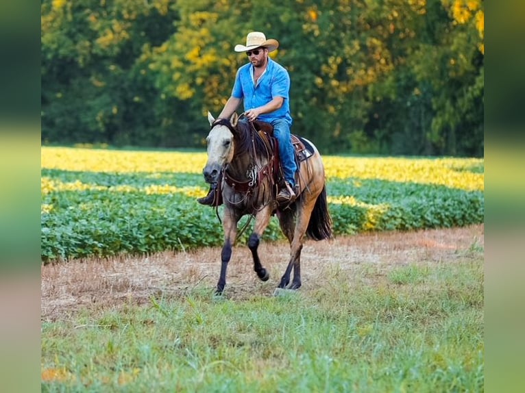 Quarter horse américain Jument 4 Ans 157 cm Buckskin in Santa Fe