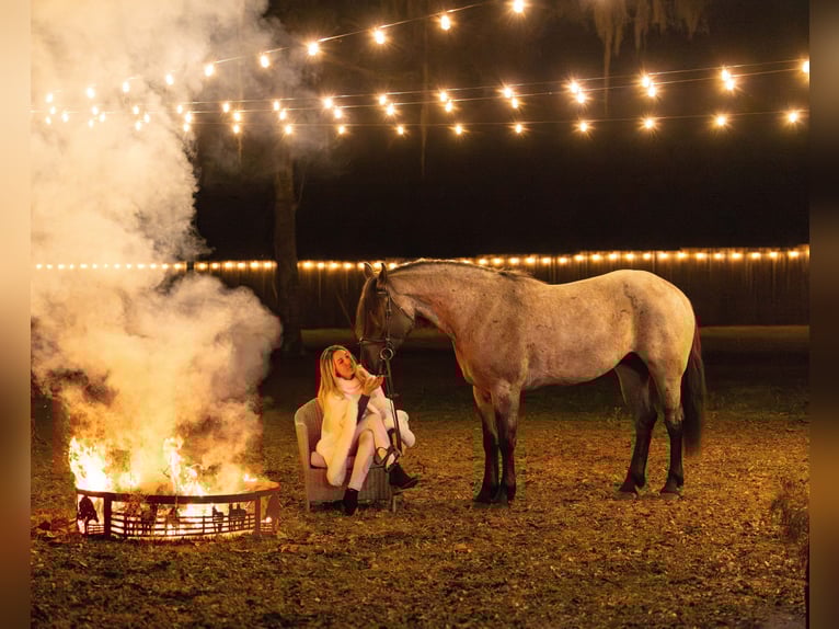 Quarter horse américain Croisé Jument 4 Ans 157 cm Rouan Bleu in Ocala