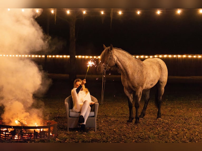Quarter horse américain Croisé Jument 4 Ans 157 cm Rouan Bleu in Ocala