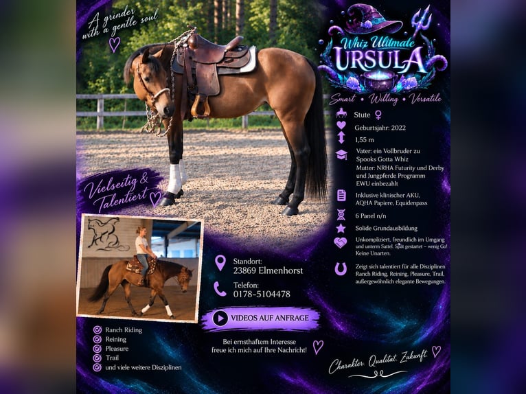 Quarter horse américain Jument 4 Ans 158 cm Bai in Elmenhorst