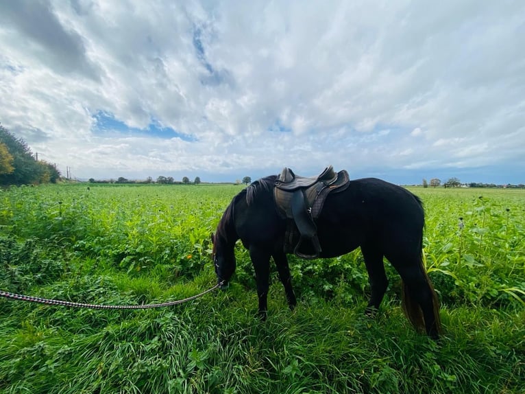 Quarter horse américain Jument 4 Ans 160 cm Bai brun in Düren