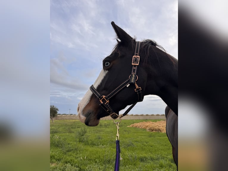 Quarter horse américain Jument 4 Ans 160 cm Bai brun in Bari
