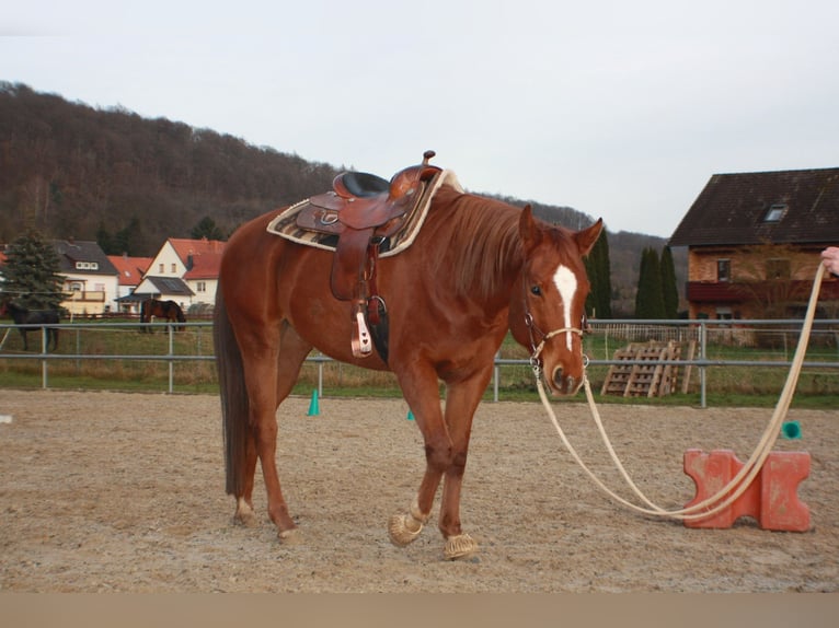 Quarter horse américain Jument 4 Ans 162 cm Alezan in Meinhard