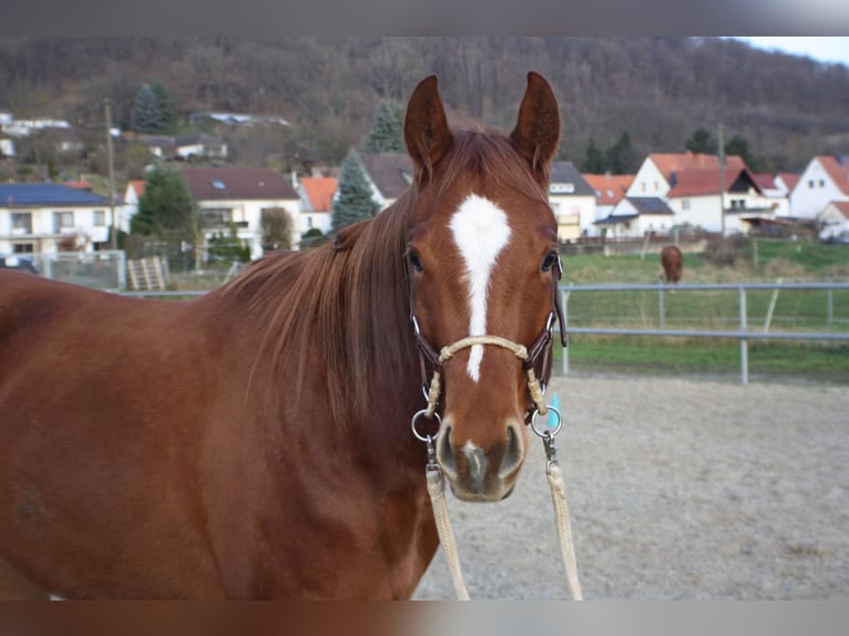 Quarter horse américain Jument 4 Ans 162 cm Alezan in Meinhard