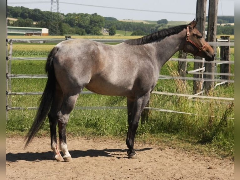 Quarter horse américain Jument 4 Ans 163 cm Roan-Bay in Pöttsching