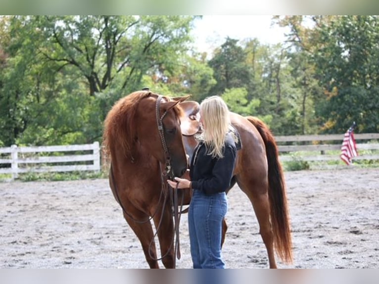 Quarter horse américain Jument 4 Ans Alezan brûlé in Jonestown
