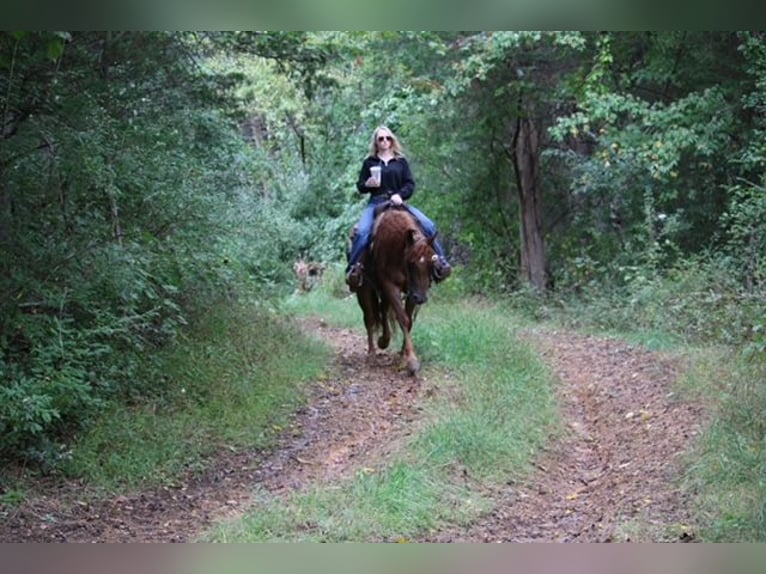 Quarter horse américain Jument 4 Ans Alezan brûlé in Jonestown